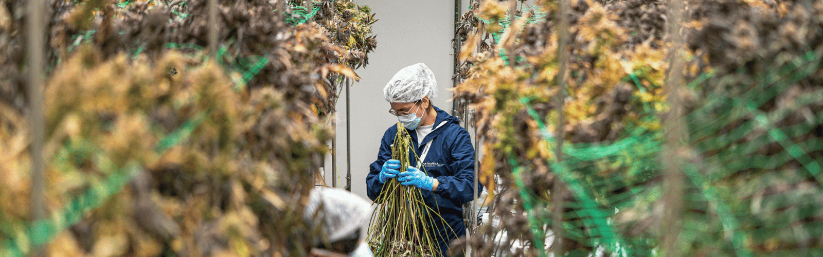 Cannabis: Legal Schlafen? THC & CBD Wirkung